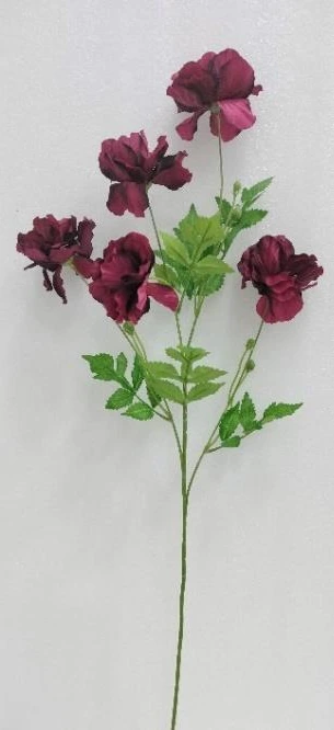Renunculus